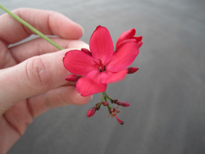 Slideshow Image